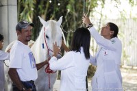 Veterinário